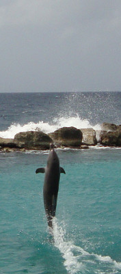 Dolphin Academy Curacao dolfijnshow